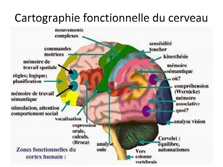 Cartographie fonctionnelle du cerveau 