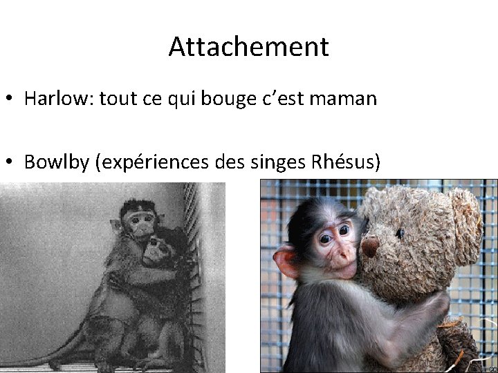 Attachement • Harlow: tout ce qui bouge c’est maman • Bowlby (expériences des singes