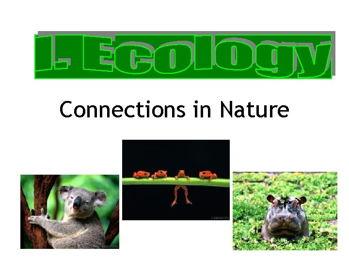 Connections in Nature 