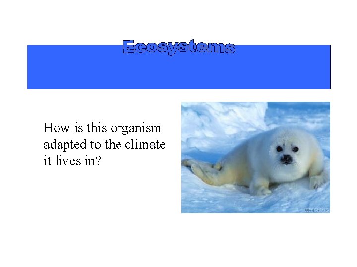  How is this organism adapted to the climate it lives in? 