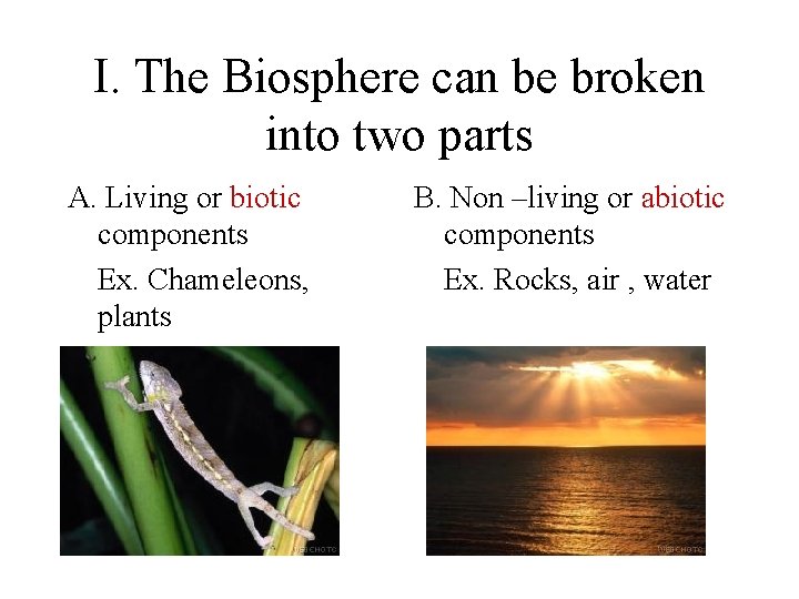 I. The Biosphere can be broken into two parts A. Living or biotic components