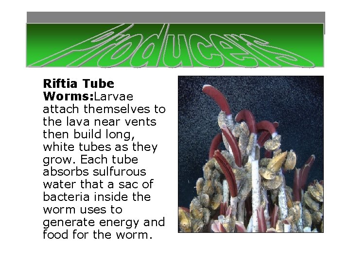 Riftia Tube Worms: Larvae attach themselves to the lava near vents then build long,