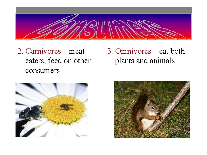 2. Carnivores – meat eaters, feed on other consumers 3. Omnivores – eat both