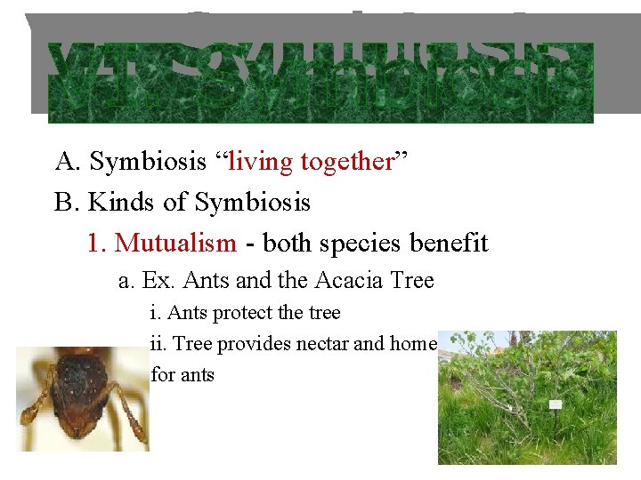 A. Symbiosis “living together” B. Kinds of Symbiosis 1. Mutualism - both species benefit