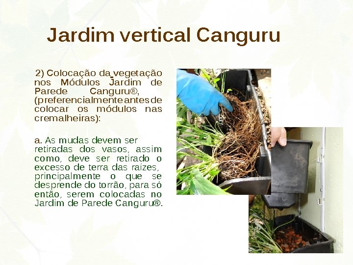 Jardim vertical Canguru 2) Colocação da vegetação nos Módulos Jardim de Parede Canguru®, (preferencialmente