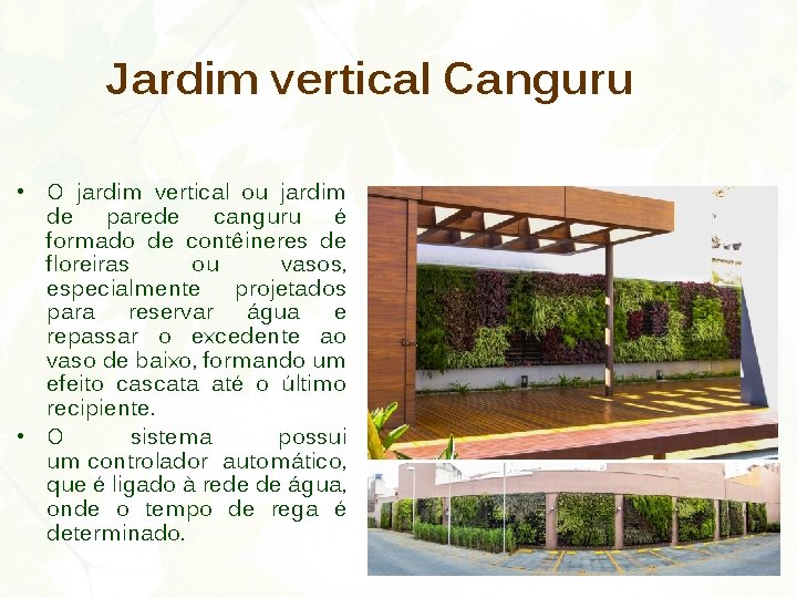 Jardim vertical Canguru • O jardim vertical ou jardim de parede canguru é formado