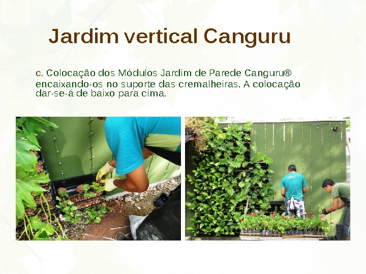 Jardim vertical Canguru c. Colocação dos Módulos Jardim de Parede Canguru® encaixando-os no suporte