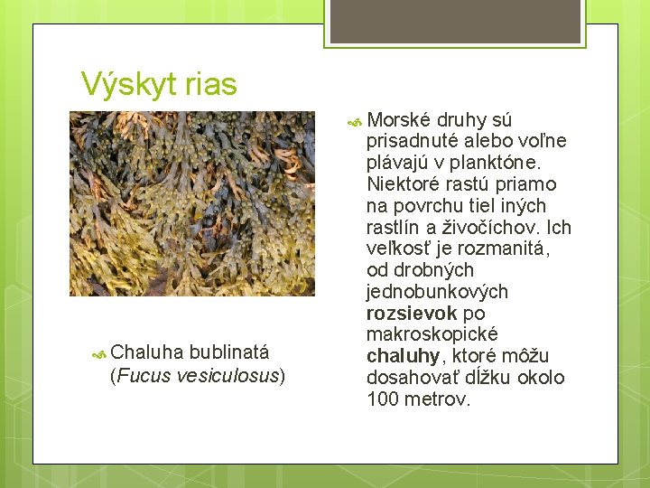 Výskyt rias Morské Chaluha bublinatá (Fucus vesiculosus) druhy sú prisadnuté alebo voľne plávajú v