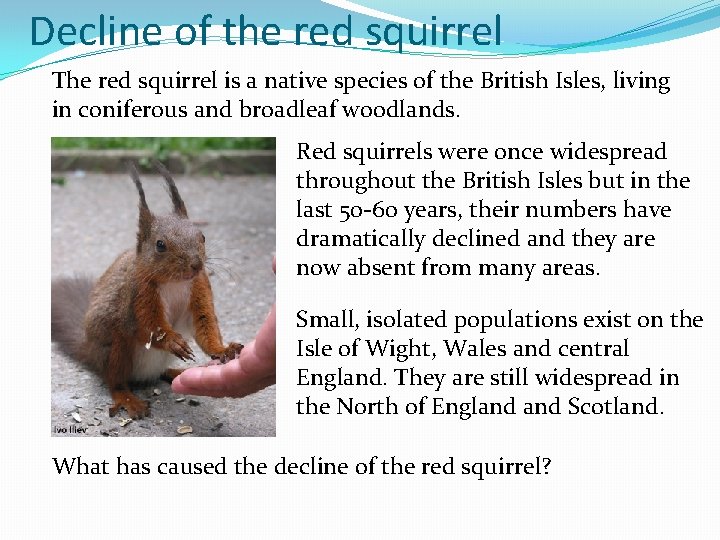 Decline of the red squirrel The red squirrel is a native species of the