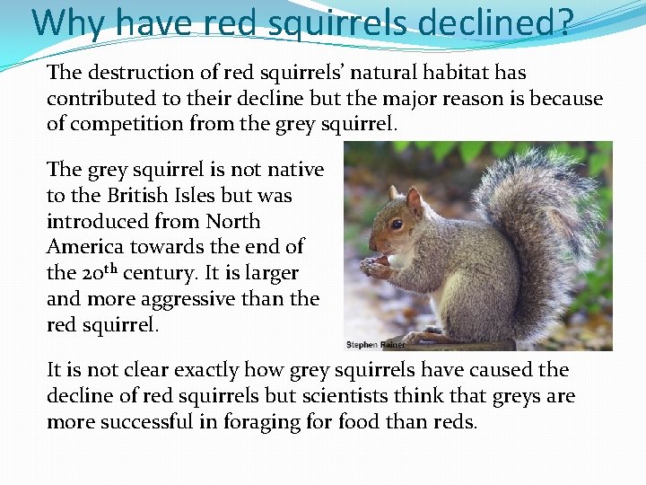 Why have red squirrels declined? The destruction of red squirrels’ natural habitat has contributed
