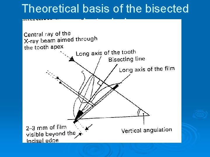 Theoretical basis of the bisected angle technique 