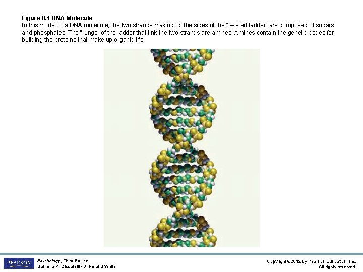 Figure 8. 1 DNA Molecule In this model of a DNA molecule, the two