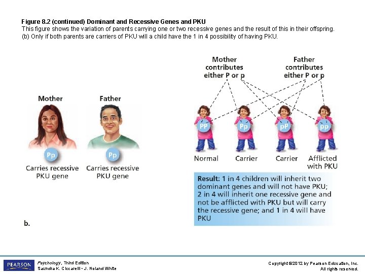 Figure 8. 2 (continued) Dominant and Recessive Genes and PKU This figure shows the