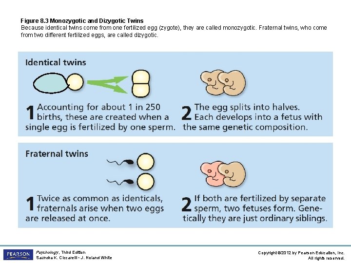 Figure 8. 3 Monozygotic and Dizygotic Twins Because identical twins come from one fertilized
