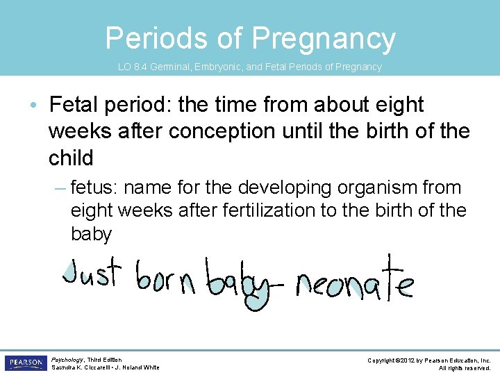 Periods of Pregnancy LO 8. 4 Germinal, Embryonic, and Fetal Periods of Pregnancy •