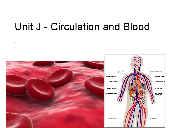 Unit J - Circulation and Blood . 
