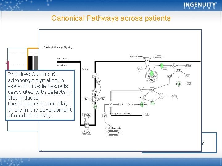 Canonical Pathways across patients Cardiac ß -adrenergic Signaling: MO 4 Impaired Cardiac ß adrenergic