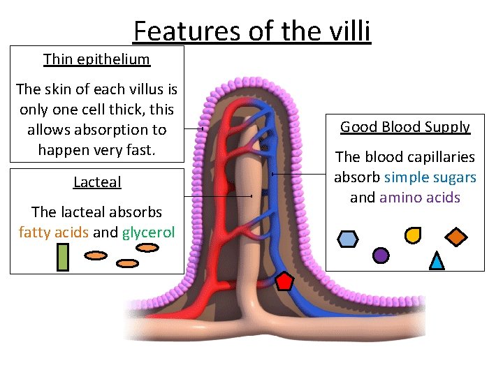 Features of the villi Thin epithelium The skin of each villus is only one