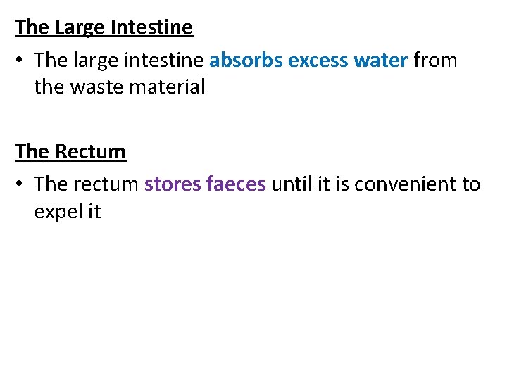 The Large Intestine • The large intestine absorbs excess water from the waste material