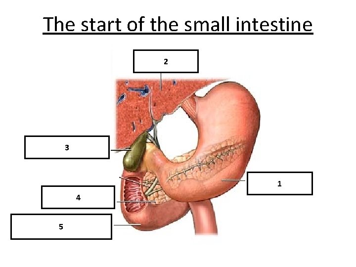The start of the small intestine 2 Liver 3 Gall bladder Stomach 1 4