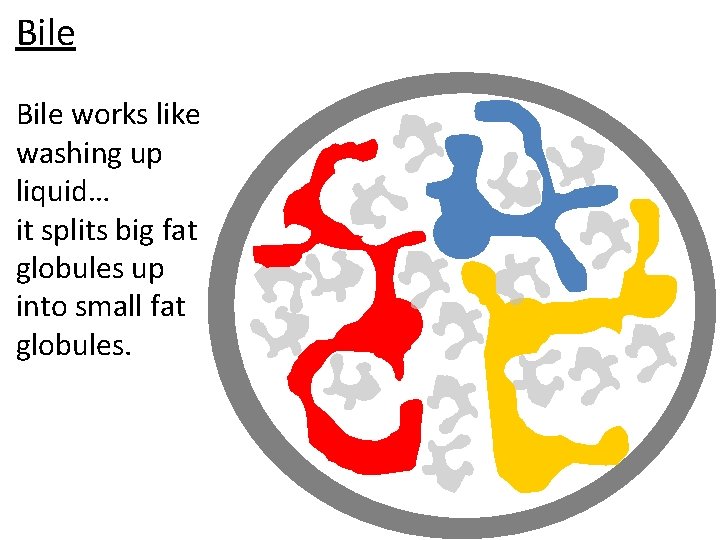 Bile works like washing up liquid… it splits big fat globules up into small