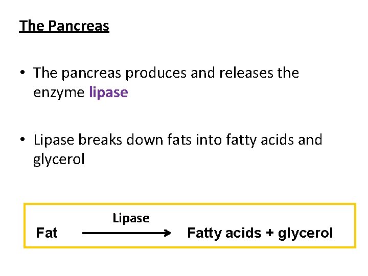 The Pancreas • The pancreas produces and releases the enzyme lipase • Lipase breaks