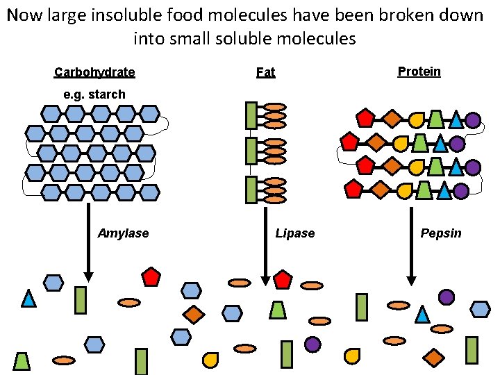 Now large insoluble food molecules have been broken down into small soluble molecules Carbohydrate