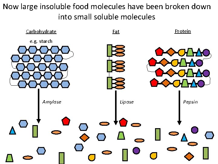Now large insoluble food molecules have been broken down into small soluble molecules Carbohydrate