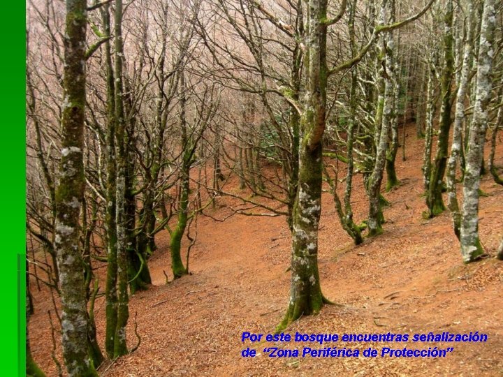 Por este bosque encuentras señalización de “Zona Periférica de Protección” 
