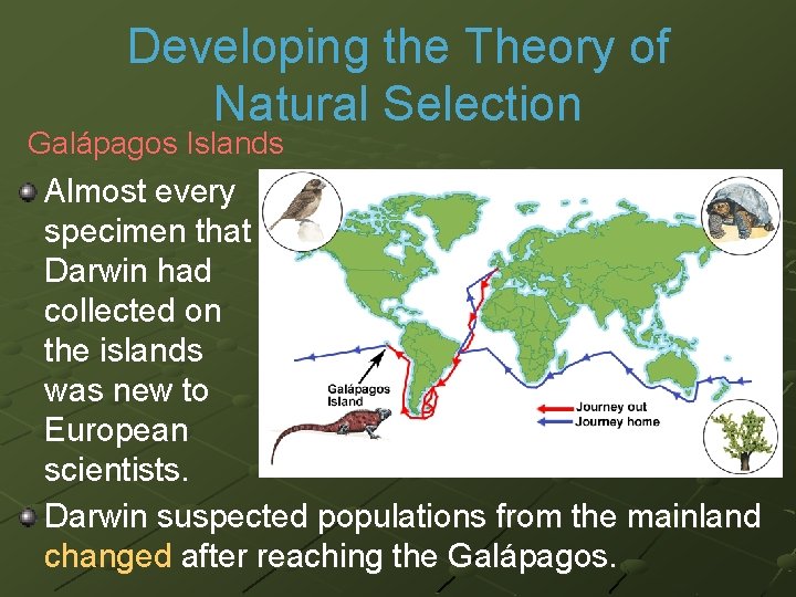 Developing the Theory of Natural Selection Galápagos Islands Almost every specimen that Darwin had