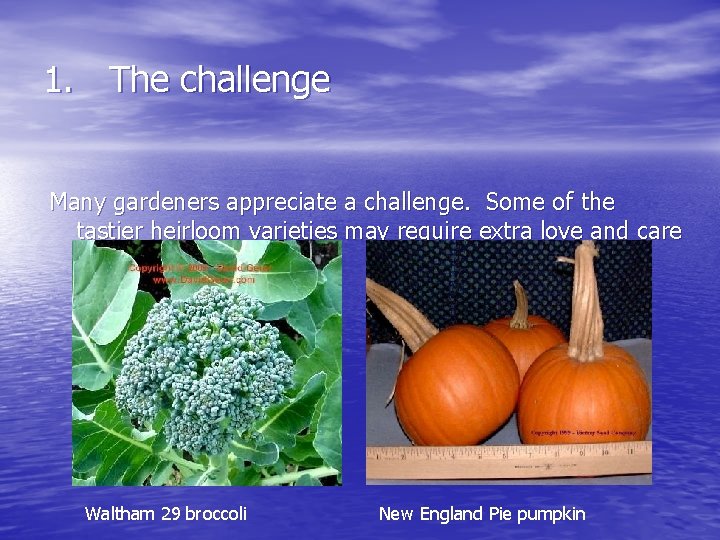 1. The challenge Many gardeners appreciate a challenge. Some of the tastier heirloom varieties