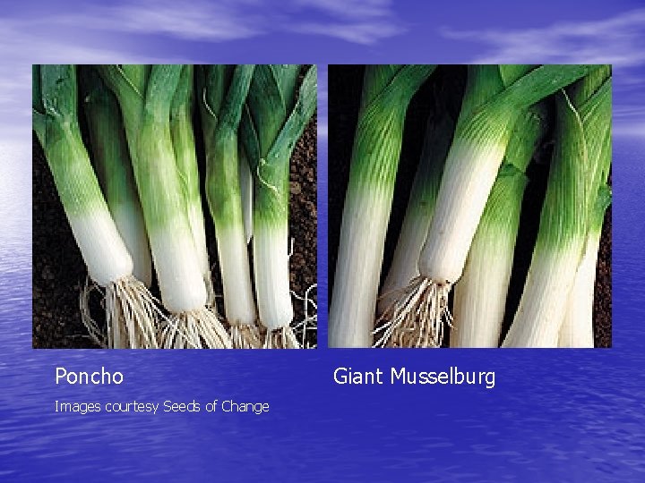 Poncho Images courtesy Seeds of Change Giant Musselburg 