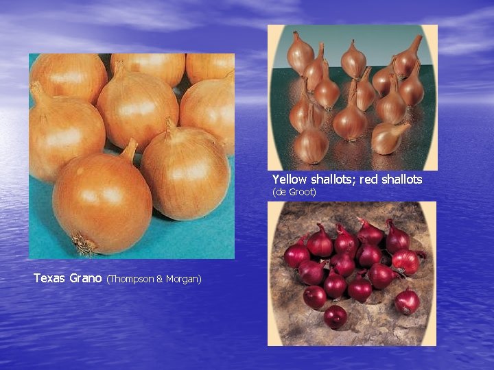 Yellow shallots; red shallots (de Groot) Texas Grano (Thompson & Morgan) 