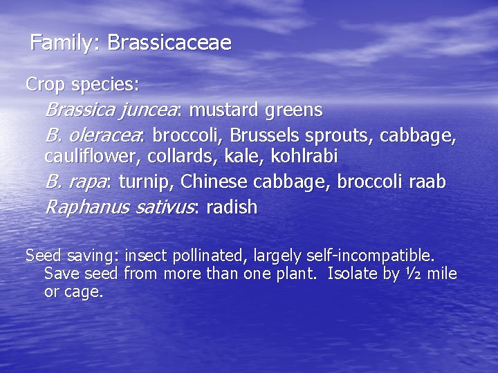 Family: Brassicaceae Crop species: Brassica juncea: mustard greens B. oleracea: broccoli, Brussels sprouts, cabbage,