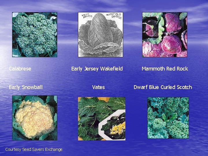 Calabrese Early Snowball Courtesy Seed Savers Exchange Early Jersey Wakefield Vates Mammoth Red Rock