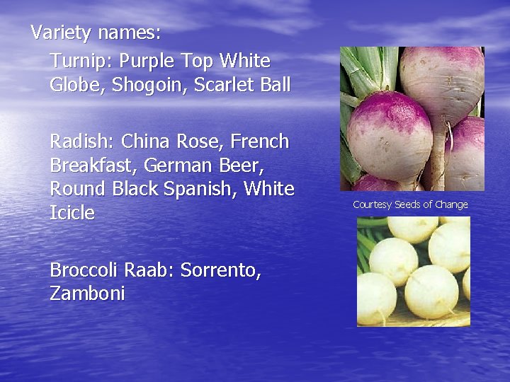 Variety names: Turnip: Purple Top White Globe, Shogoin, Scarlet Ball Radish: China Rose, French