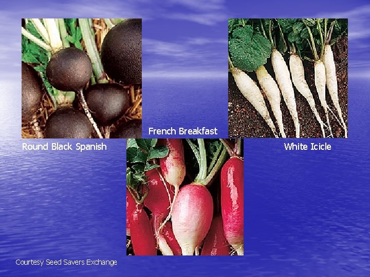 French Breakfast Round Black Spanish Courtesy Seed Savers Exchange White Icicle 
