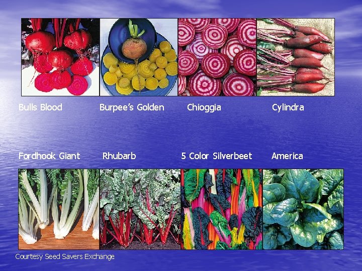 Bulls Blood Fordhook Giant Burpee’s Golden Rhubarb Courtesy Seed Savers Exchange Chioggia 5 Color