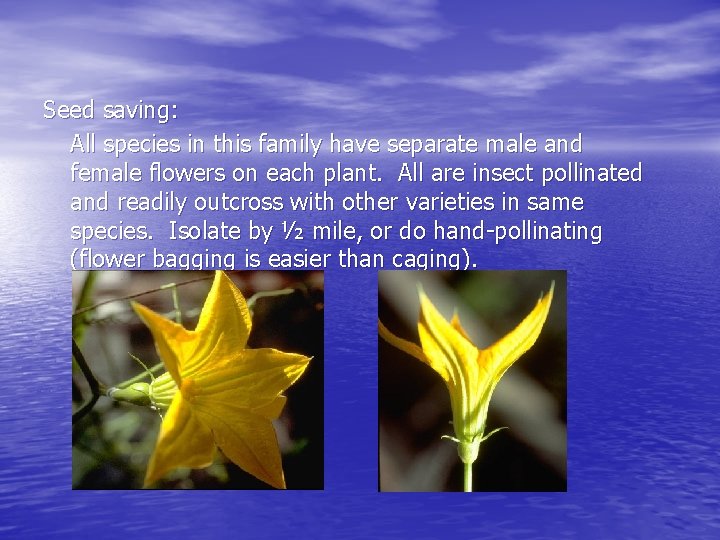 Seed saving: All species in this family have separate male and female flowers on
