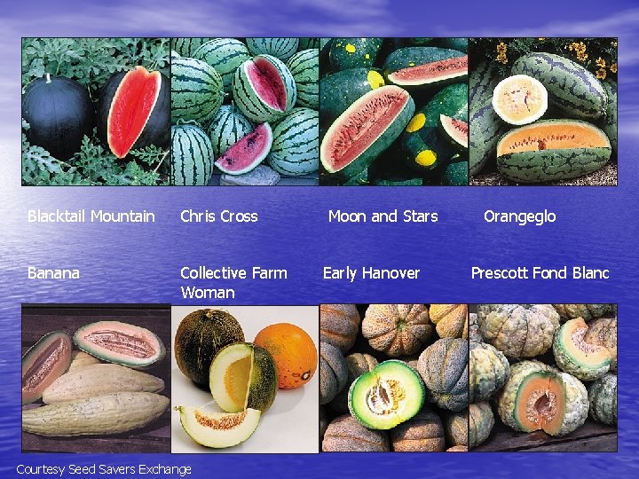 Blacktail Mountain Chris Cross Banana Collective Farm Woman Courtesy Seed Savers Exchange Moon and
