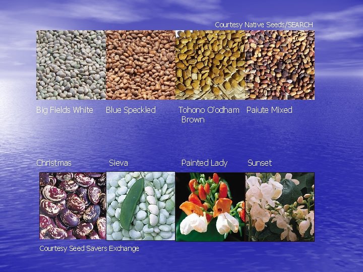 Courtesy Native Seeds/SEARCH Big Fields White Christmas Blue Speckled Sieva Courtesy Seed Savers Exchange