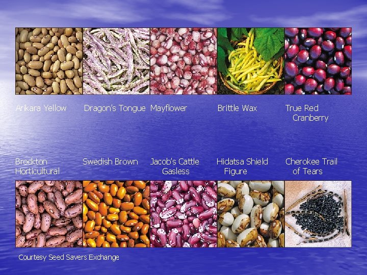 Arikara Yellow Dragon’s Tongue Mayflower Brittle Wax True Red Cranberry Brockton Horticultural Swedish Brown