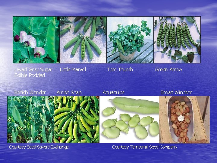 Dwarf Gray Sugar Edible Podded British Wonder Little Marvel Amish Snap Courtesy Seed Savers