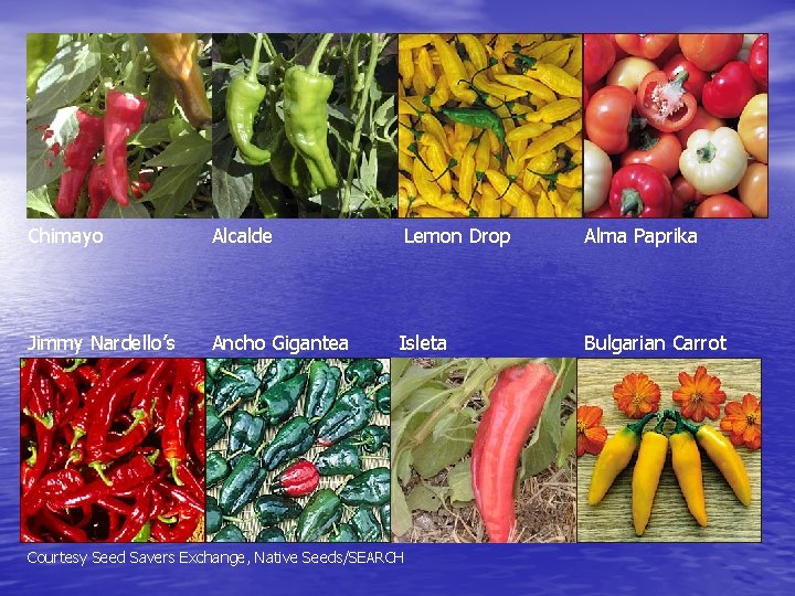 Chimayo Alcalde Lemon Drop Alma Paprika Jimmy Nardello’s Ancho Gigantea Isleta Bulgarian Carrot Courtesy
