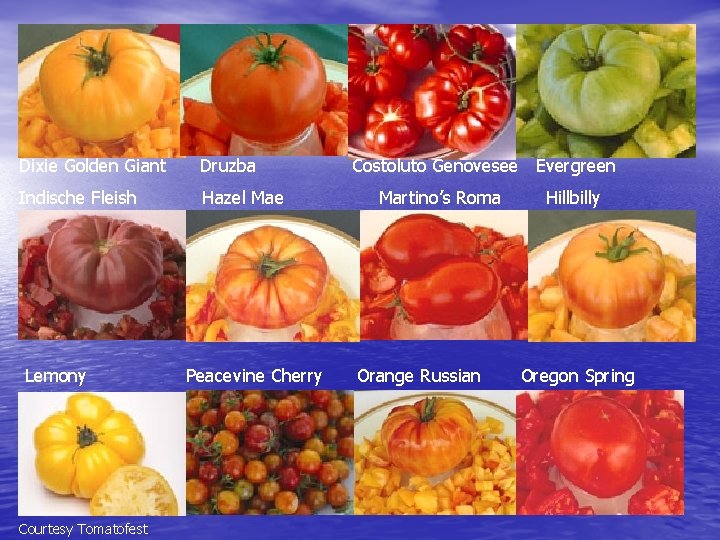 Dixie Golden Giant Druzba Indische Fleish Hazel Mae Lemony Courtesy Tomatofest Peacevine Cherry Costoluto