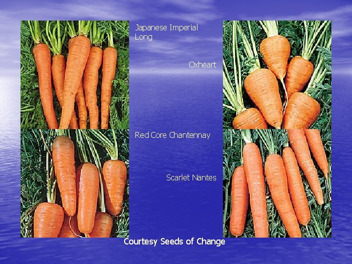 Japanese Imperial Long Oxheart Red Core Chantennay Scarlet Nantes Courtesy Seeds of Change 