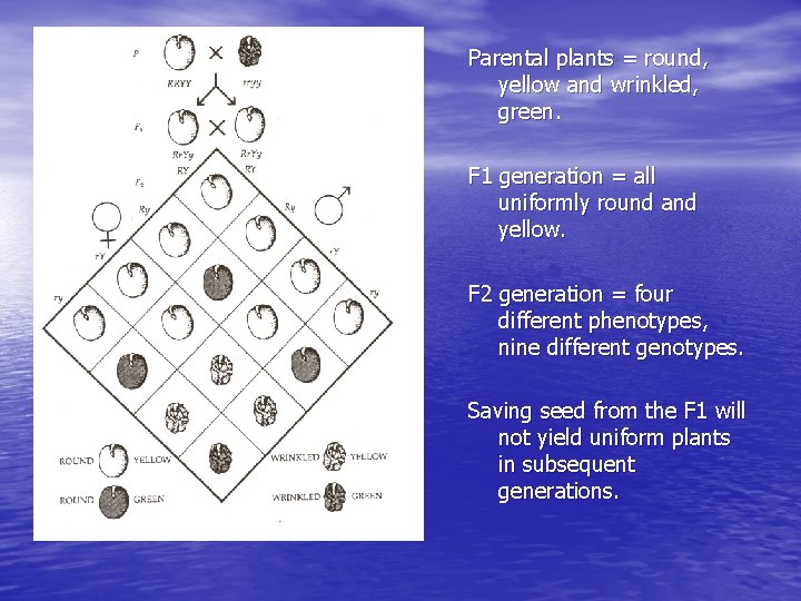 Parental plants = round, yellow and wrinkled, green. F 1 generation = all uniformly