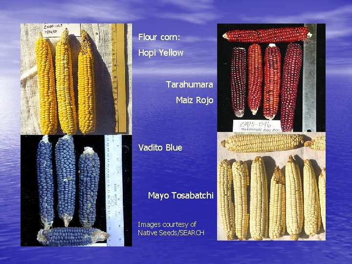 Flour corn: Hopi Yellow Tarahumara Maiz Rojo Vadito Blue Mayo Tosabatchi Images courtesy of