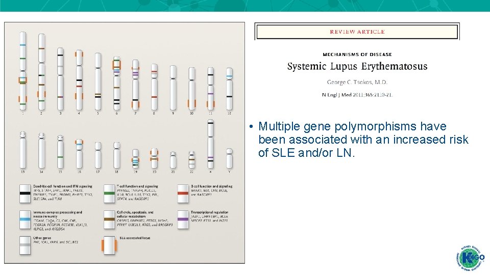 • Multiple gene polymorphisms have been associated with an increased risk of SLE • Multiple gene polymorphisms have been associated with an increased risk of SLE