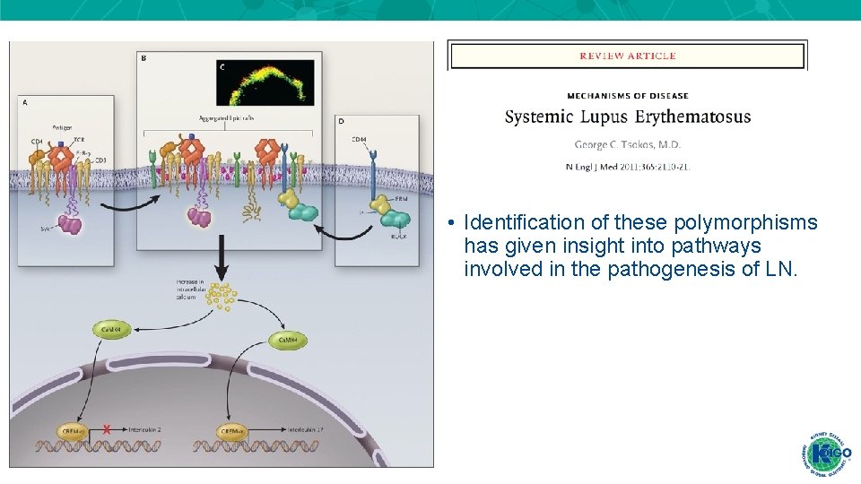 • Identification of these polymorphisms has given insight into pathways involved in the • Identification of these polymorphisms has given insight into pathways involved in the